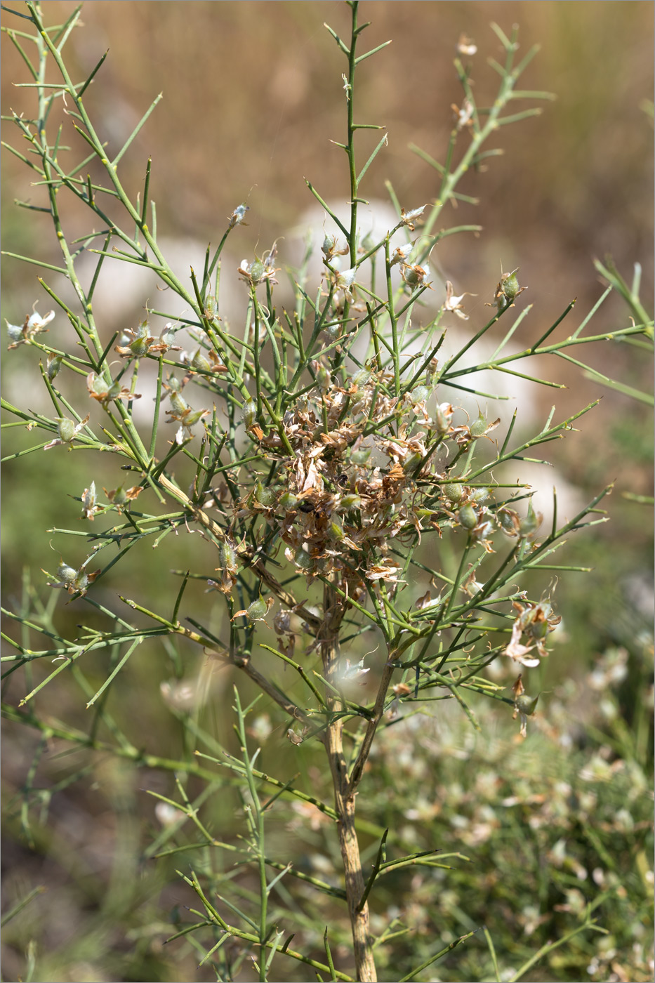 Изображение особи семейство Fabaceae.