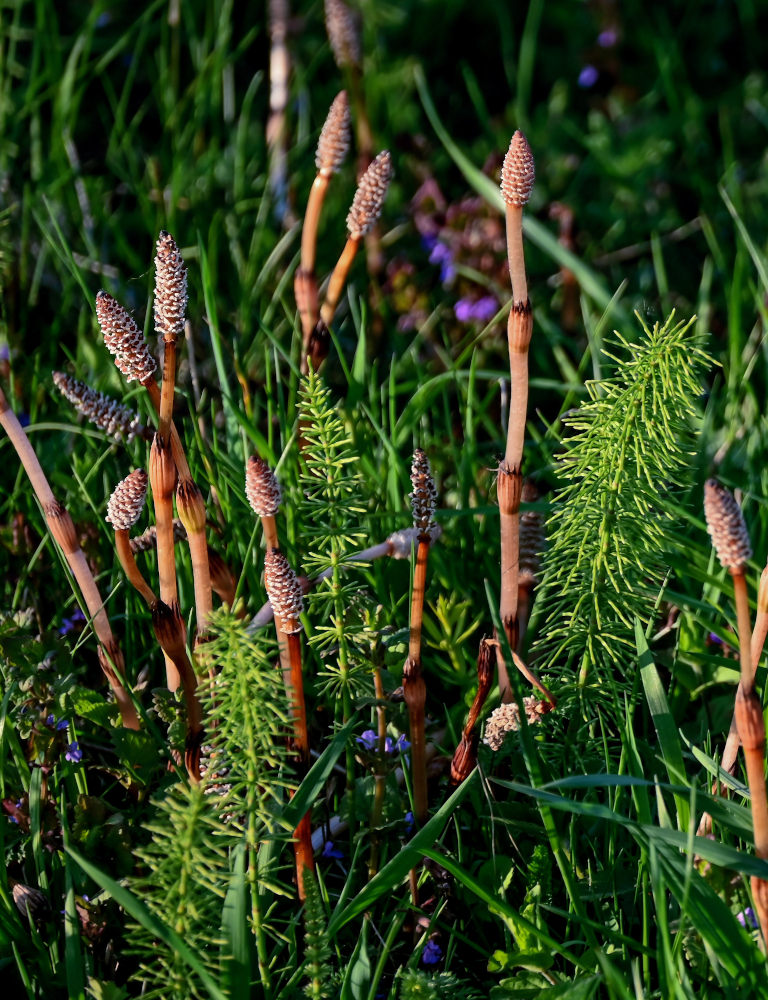 Image of Equisetum pratense specimen.