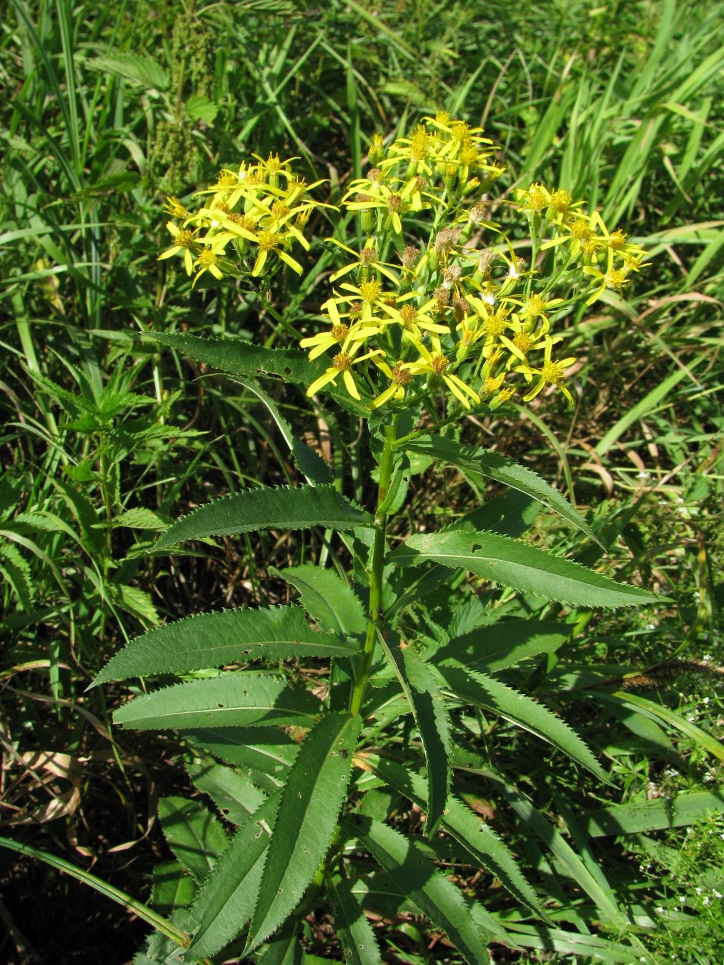 Image of Senecio sarracenicus specimen.