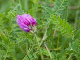 Astragalus lasioglottis. Верхушка побега с соцветием и листья. Кабардино-Балкария, Черекский р-н, окр. с/п Верхняя Балкария, берег р. Псыгансу, ≈ 2100 м н.у.м., субальпийский луг. 31.07.2024.