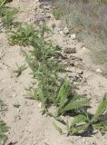 Achillea asiatica