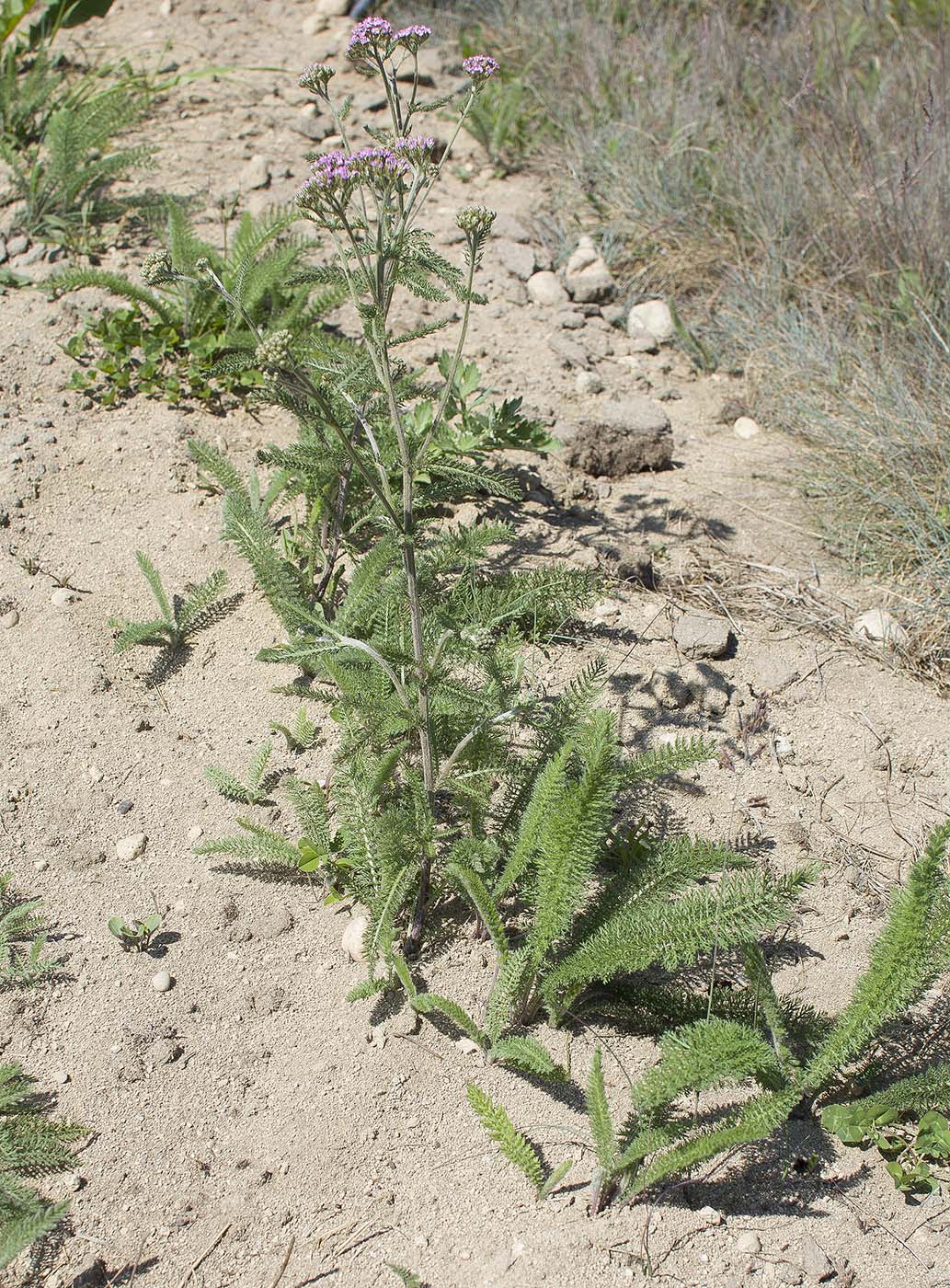 Изображение особи Achillea asiatica.