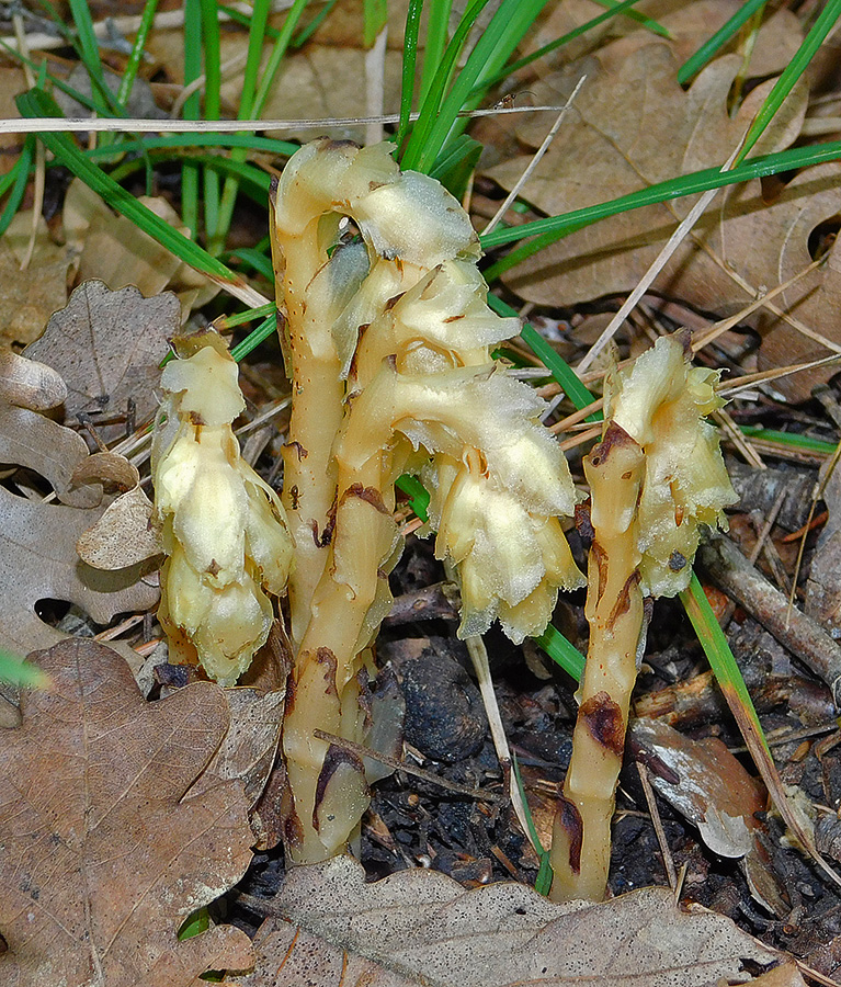 Изображение особи Hypopitys monotropa.