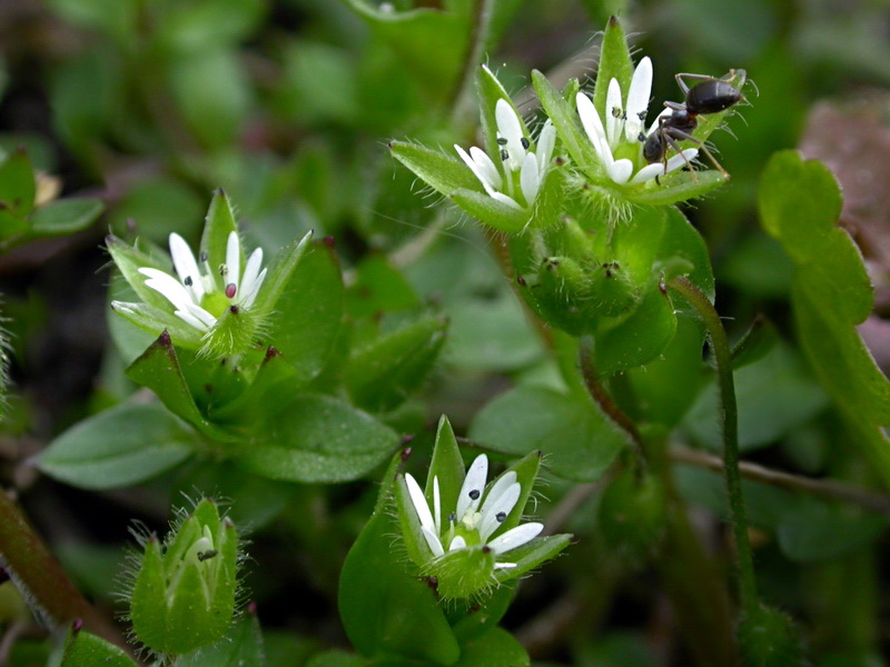 Image of Stellaria media specimen.