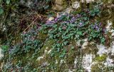 Cyclamen coum. Цветущие растения. Краснодарский край, Сочи, Хостинский р-н, ущ. р. Большая Хоста, поросший мхами участок скалы. 11.03.2025.