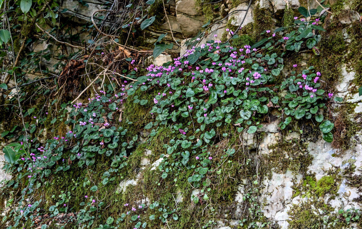 Image of Cyclamen coum specimen.