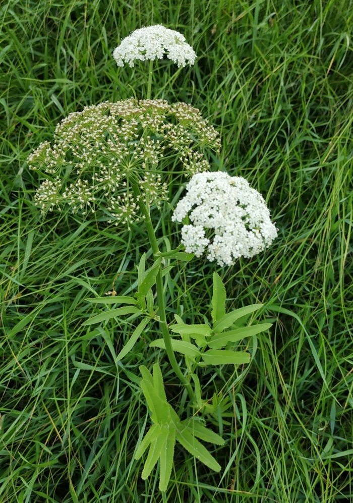 Image of Sium latifolium specimen.