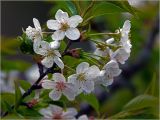 View full-size image Cerasus avium