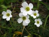 Minuartia circassica