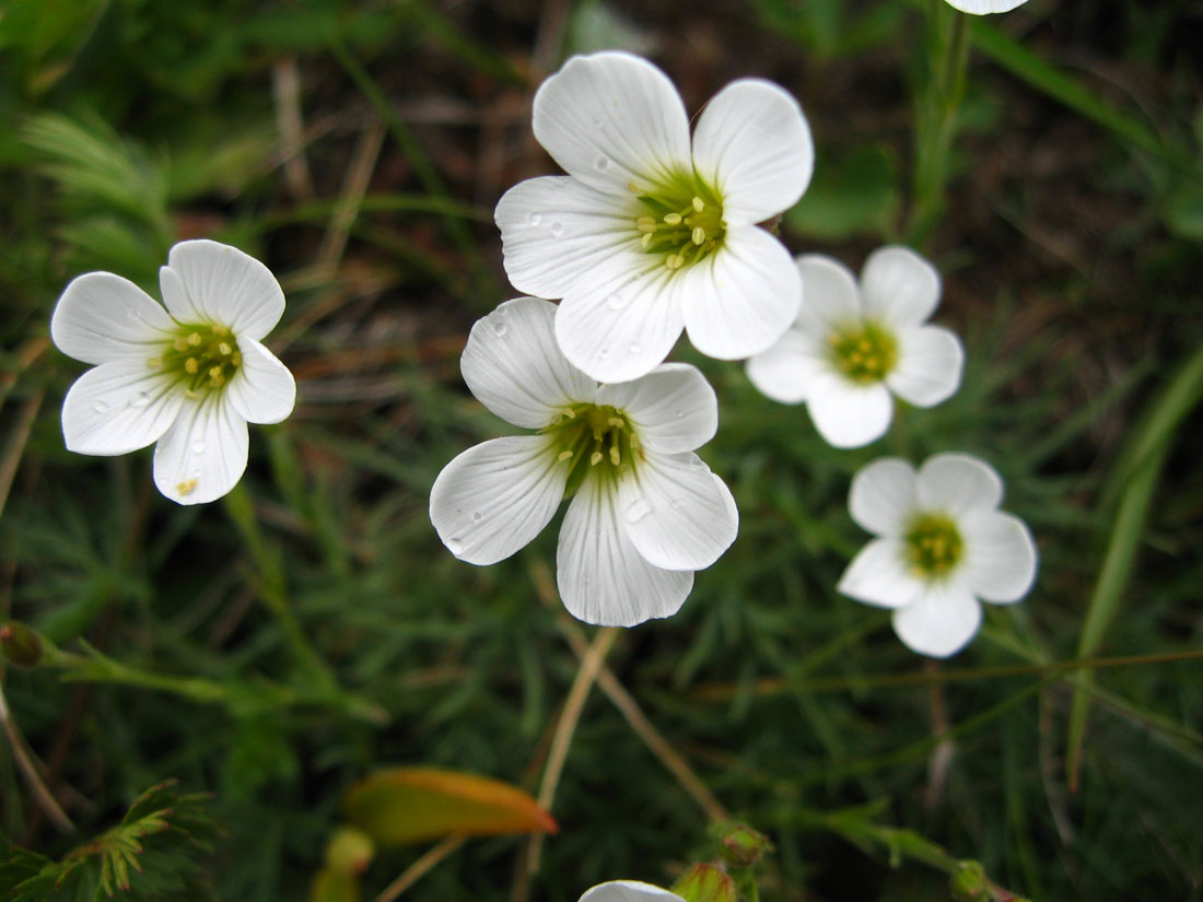 Изображение особи Minuartia circassica.