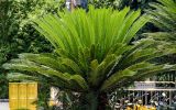 View full-size image Cycas revoluta