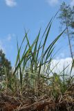 View full-size image Calamagrostis epigeios