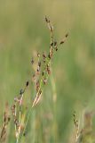 View full-size image Juncus atrofuscus