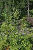 View full-size image Frangula alnus