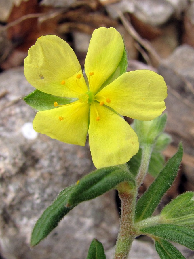 Изображение особи Helianthemum salicifolium.