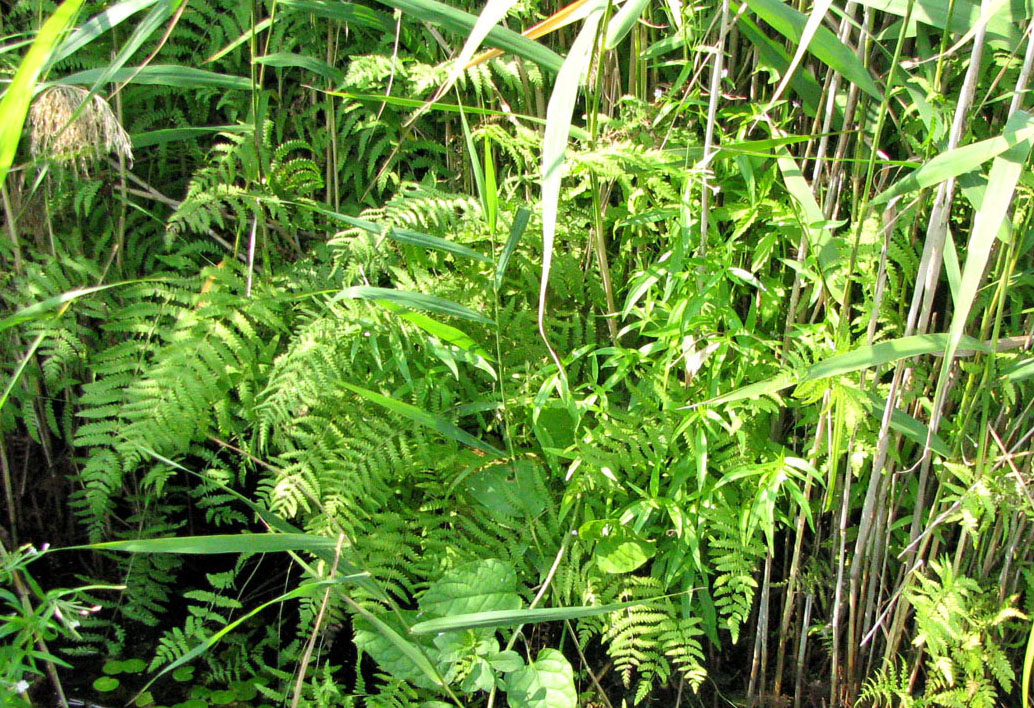 Image of Thelypteris palustris specimen.