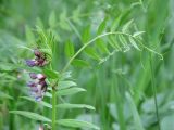 Vicia sepium