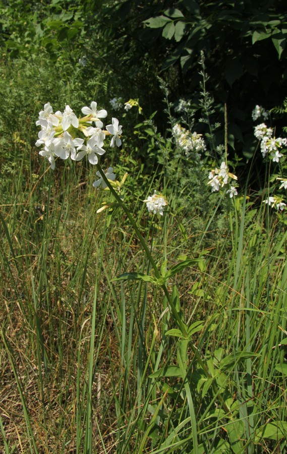 Image of Saponaria officinalis specimen.