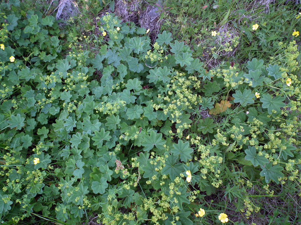 Изображение особи Alchemilla monticola.