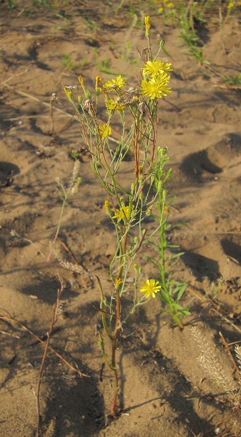 Image of Crepis tectorum specimen.