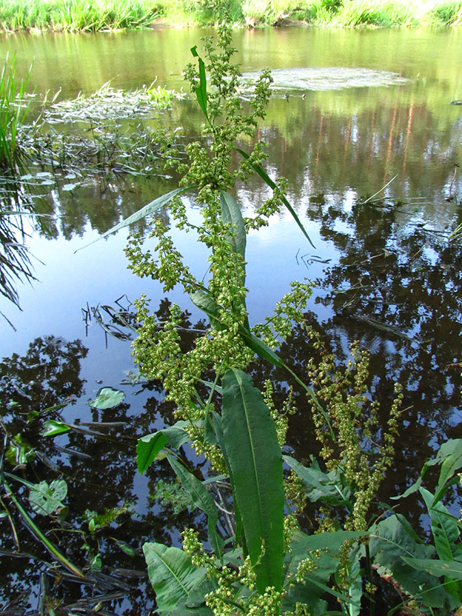 Изображение особи Rumex hydrolapathum.