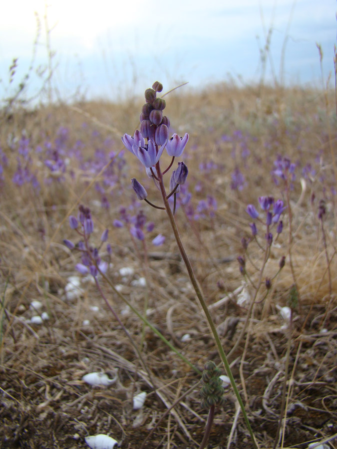 Image of Prospero autumnale specimen.