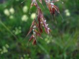 Bromopsis variegata