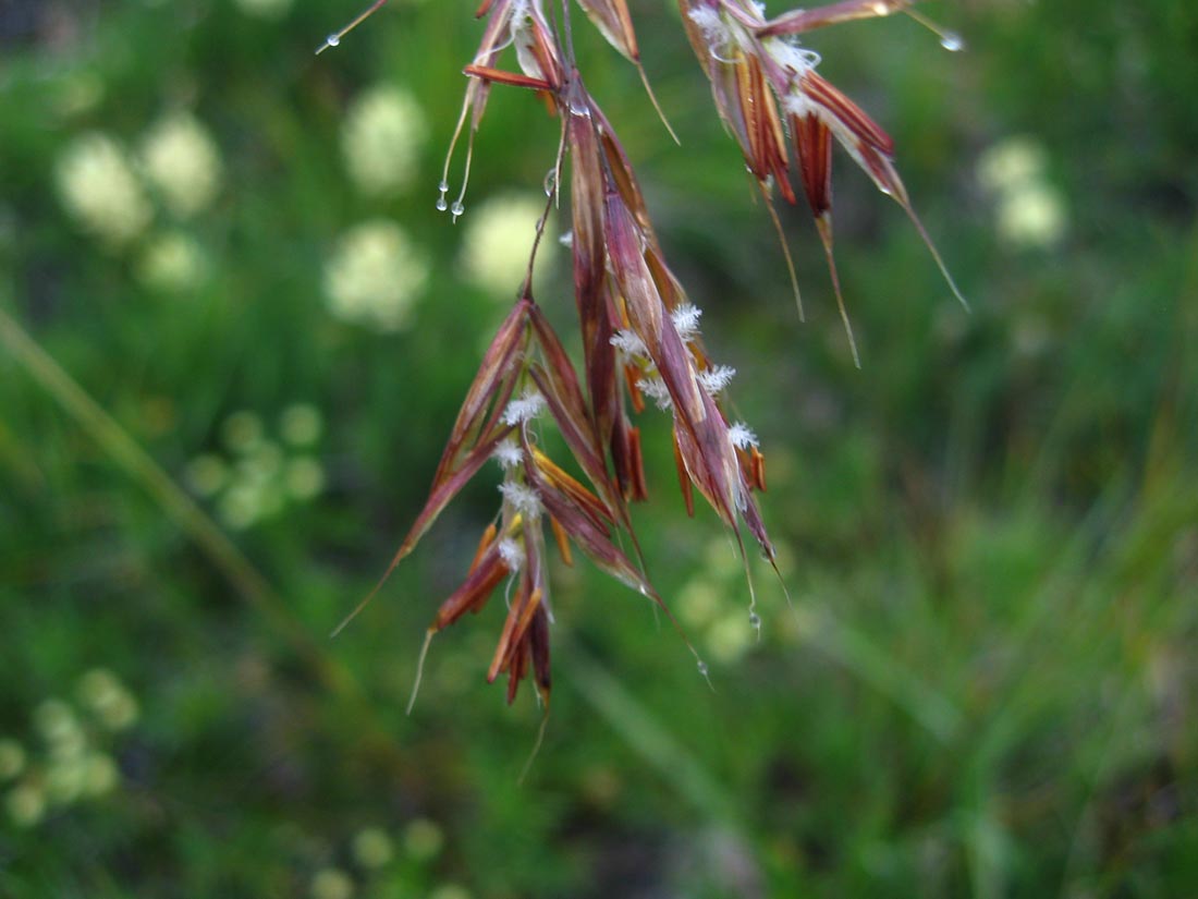 Image of Bromopsis variegata specimen.