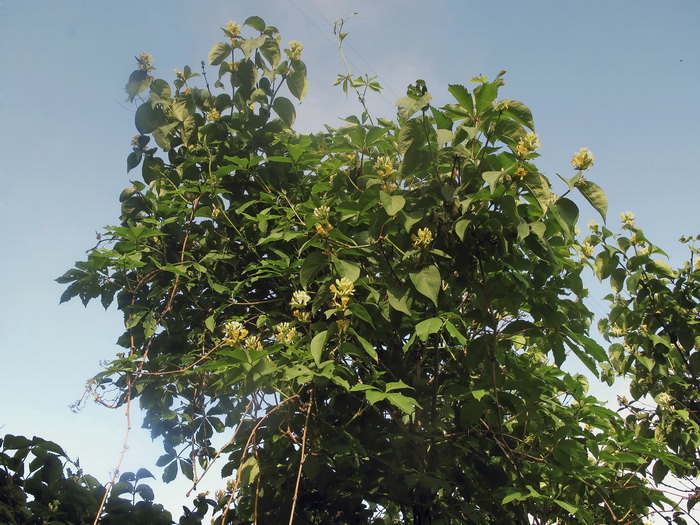 Image of Lonicera ferdinandi specimen.