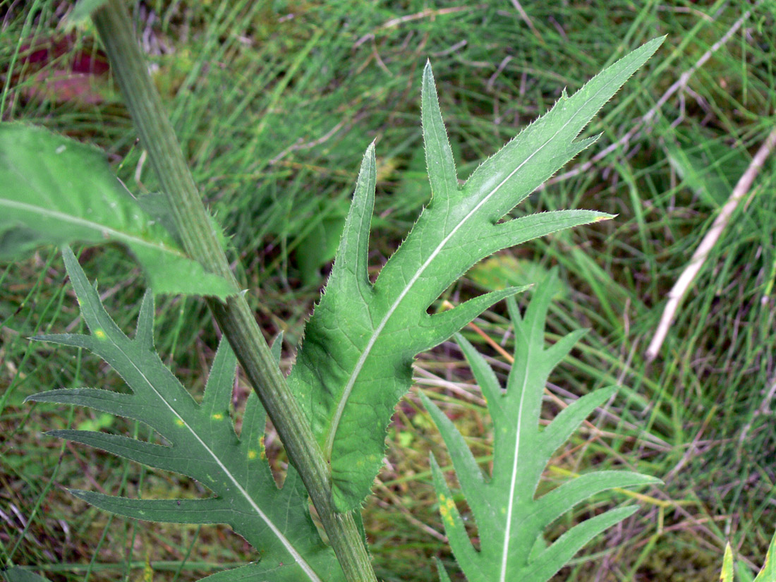 Image of Cirsium heterophyllum specimen.