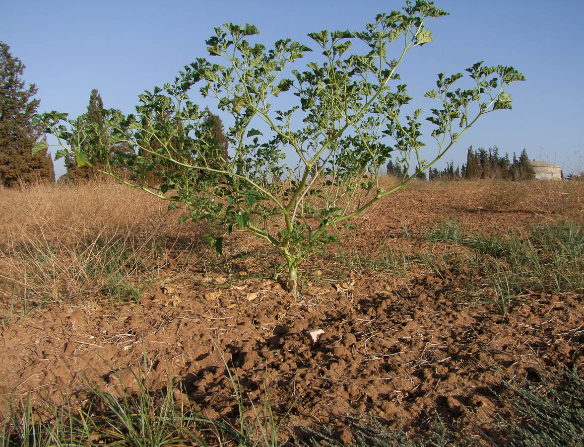 Image of Datura ferox specimen.