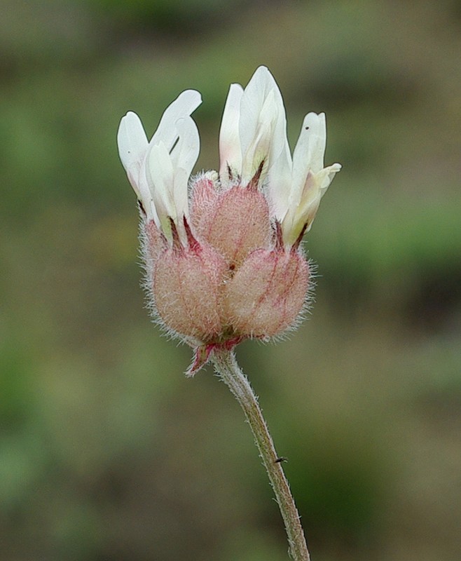 Image of Astragalus arkalycensis specimen.