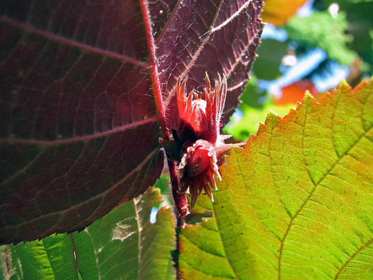 Image of Corylus maxima specimen.