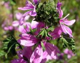 Malva sylvestris