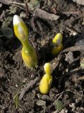 Galanthus bortkewitschianus