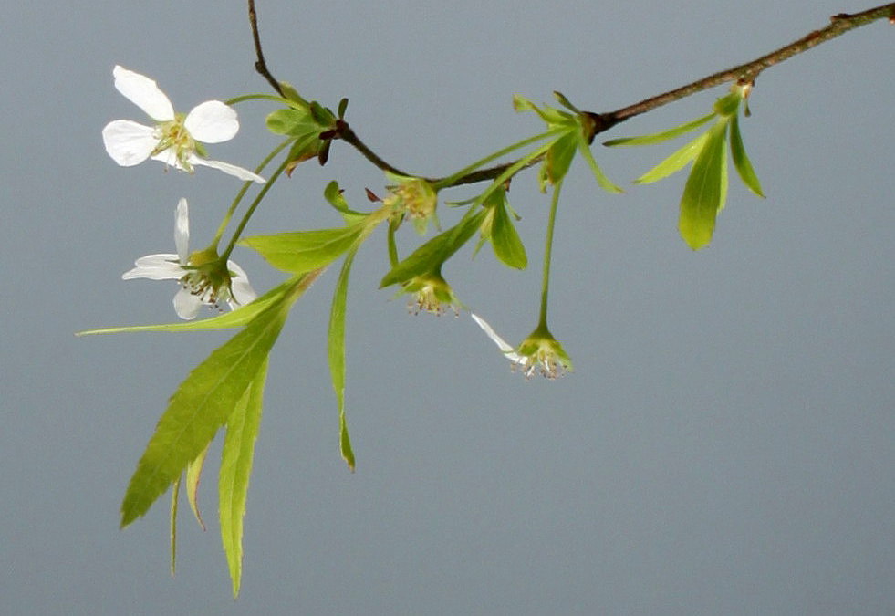 Image of Spiraea thunbergii specimen.