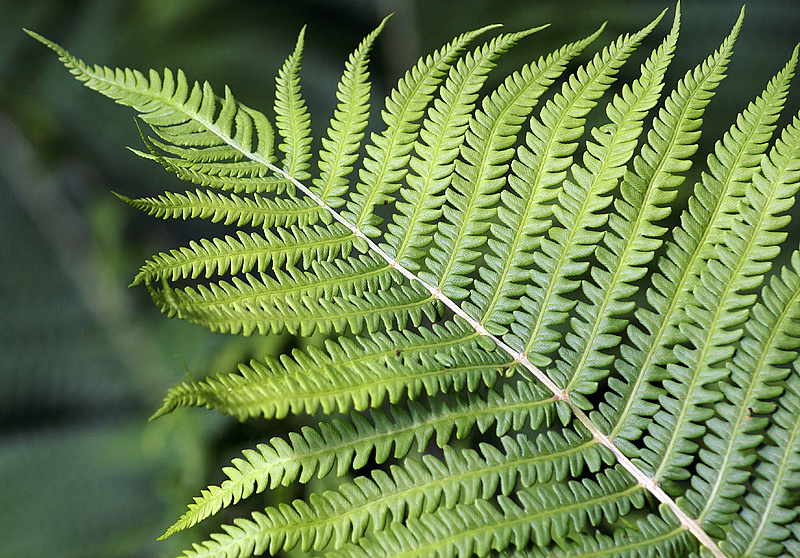 Image of Matteuccia struthiopteris specimen.