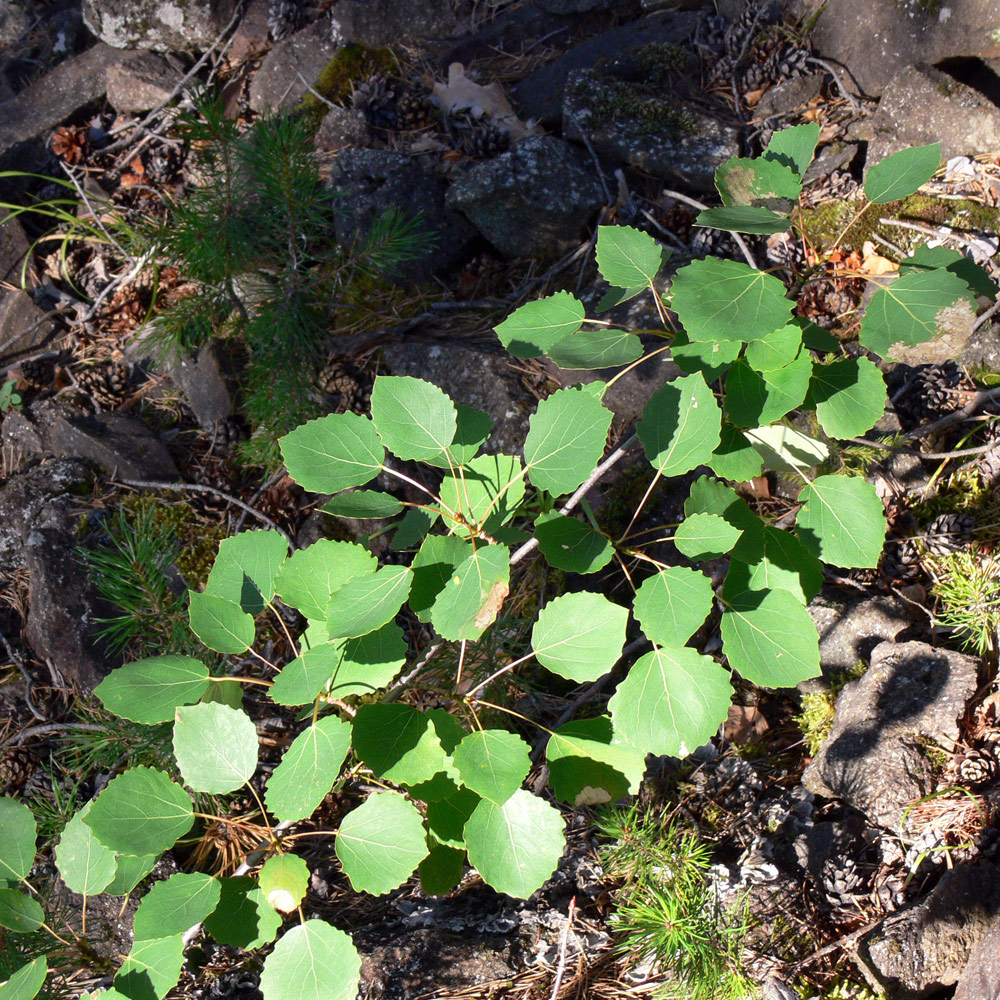 Image of Populus tremula specimen.