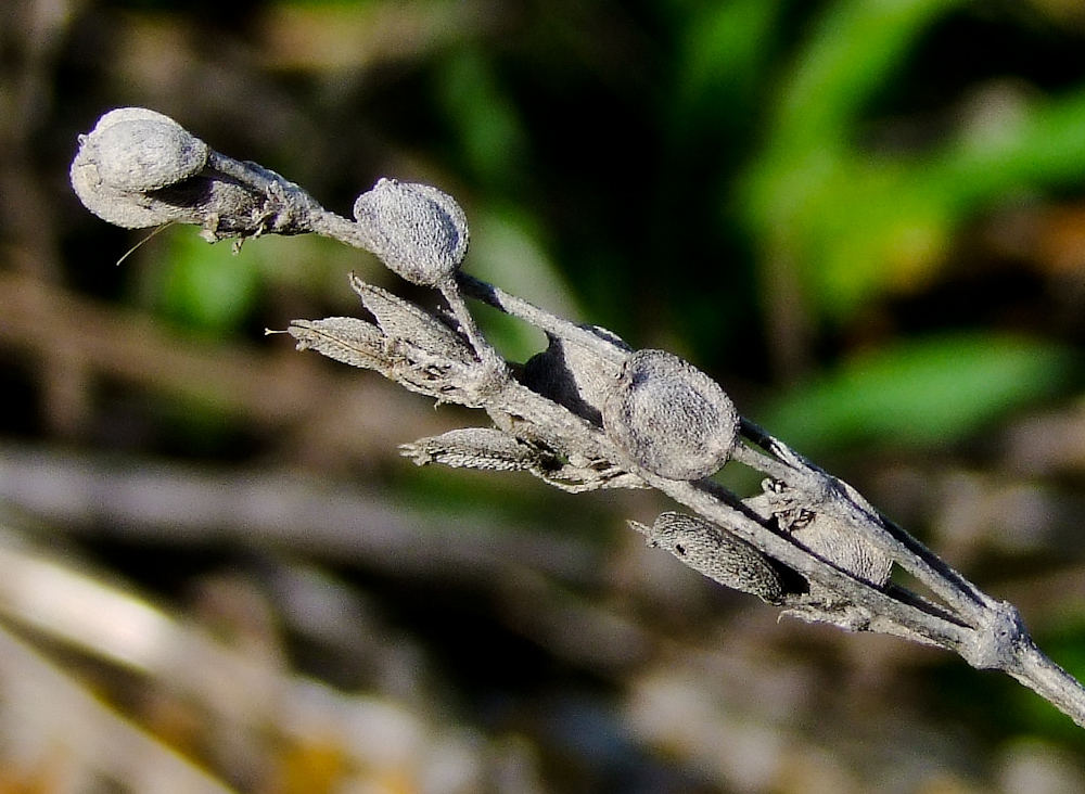 Image of Tordylium carmeli specimen.