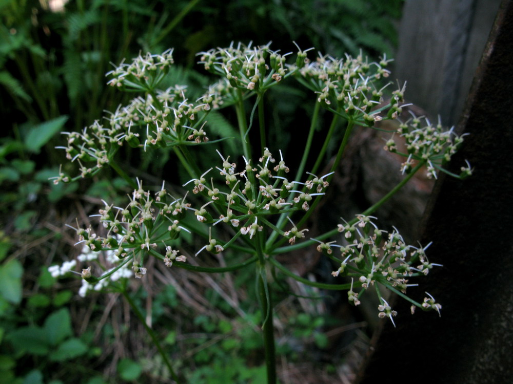 Image of Aegopodium latifolium specimen.