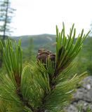 Pinus pumila