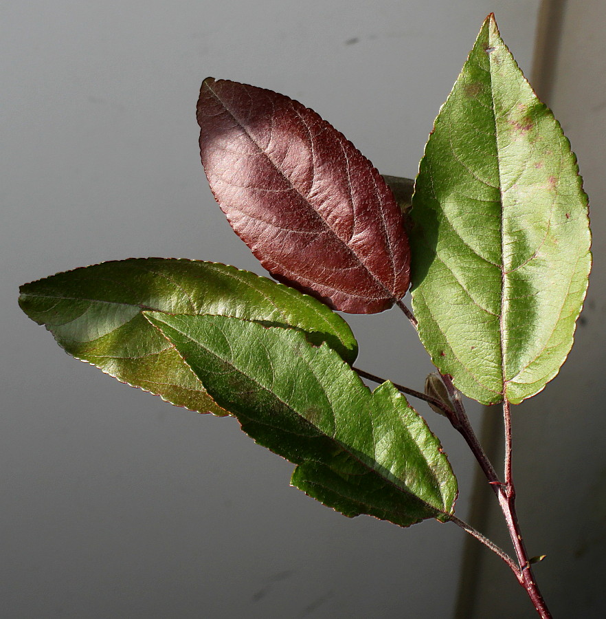 Image of genus Malus specimen.