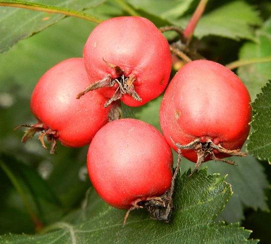 Image of Crataegus submollis specimen.