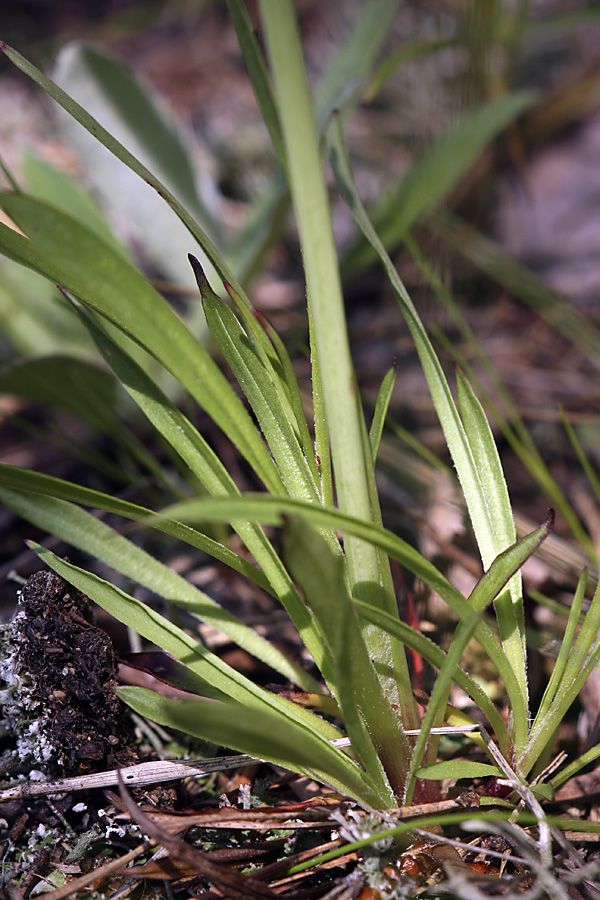 Image of Viscaria vulgaris specimen.