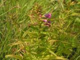 Pedicularis resupinata. Верхушка расцветающего растения. Хабаровский край, Ванинский р-н, окр. пос. Высокогорный. 16.07.2012.