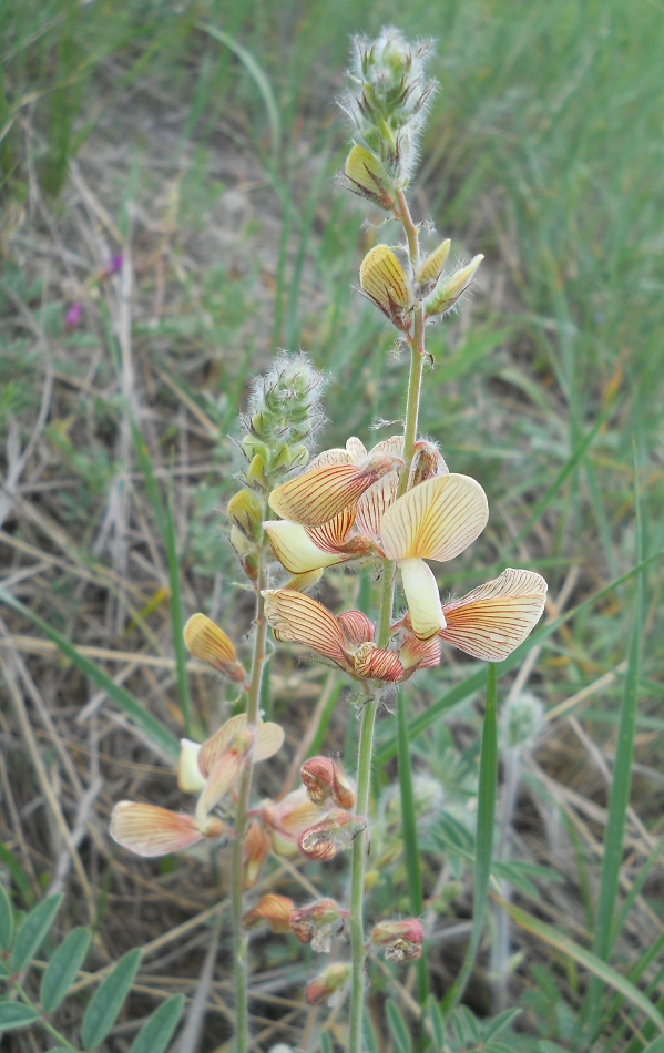 Image of Onobrychis buhseana specimen.