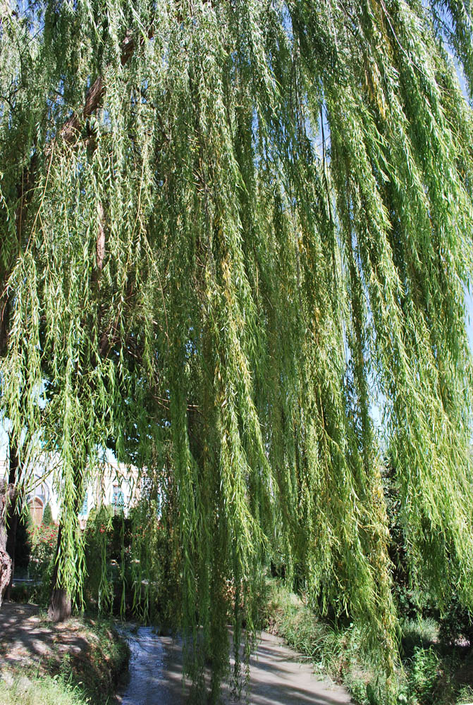 Image of Salix babylonica specimen.