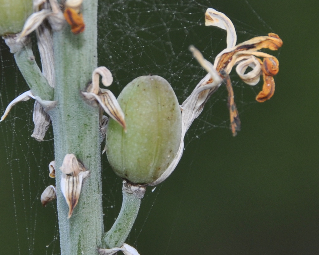 Image of Aloe vera specimen.