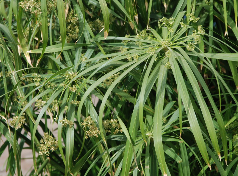 Изображение особи Cyperus involucratus.