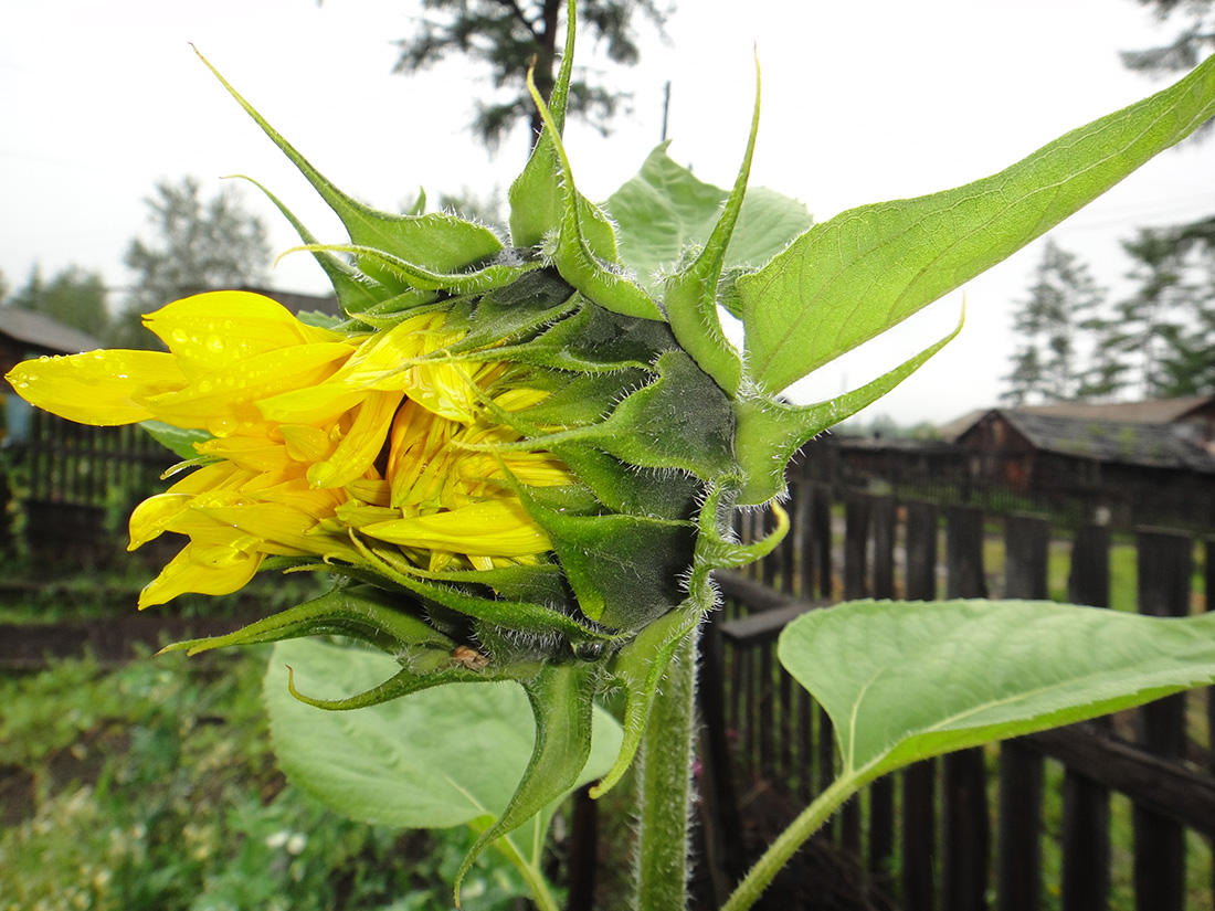 Image of Helianthus annuus specimen.